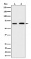 PGM1 Antibody