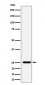 CFD Antibody