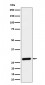 CLIC4 Antibody