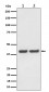 FAM50A Antibody