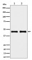 NDUFS2 Antibody