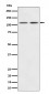 PI3 Kinase p110 beta Antibody