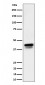 Phospho-c-Jun (S73)+JunD (S100) Antibody