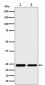 RPS8 Antibody