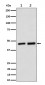 Annexin A7 Antibody