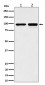 MCM6 Antibody