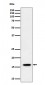 TCEB2 Antibody