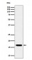 TCEB2 Antibody