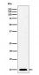 NDUFAB1 Antibody