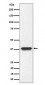 NMI Antibody