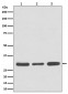 Caspase 3 Antibody 