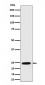 RalA Antibody