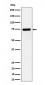 Dopamine beta Hydroxylase Antibody