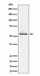 Phospho-Tau (S404) Antibody