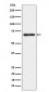 NR2C2 / TR4 Antibody