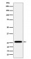 HoxC6 Antibody