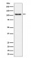 Phospho-Rb (S780) Antibody