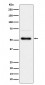 Phospho-Chk1 (S280) Antibody