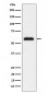 TFIIE alpha Antibody