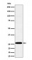 C1QA Antibody