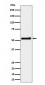 SHB Antibody