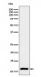 Histone H4 (mono methyl K20) Antibody