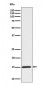 Phospho-Histone H3 (S10) Antibody