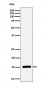 Histone H3 (symmetric di methyl R17) Antibody