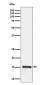 Histone H3 (di methyl K79) Antibody