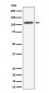 HIF-1-alpha Antibody