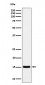 Histone H3 (acetyl K36) Antibody