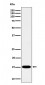 Histone H3 (mono methyl K79) Antibody