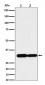 Caspase-6 Antibody