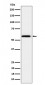 PPAR gamma Antibody