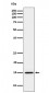 Histone H3 (mono methyl K14) Antibody