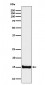 Histone H3 (di methyl K4) Antibody