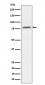 Phospho-PKC alpha (T497) Antibody