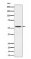 Phospho-Src (Y529) Antibody