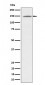 phospho-Phospholipase C gamma 1/PLC-gamma-1 (Y1253)