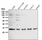 MCU Antibody