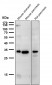 Phospho-MCU(S92) Antibody