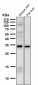 Phospho-MCU(S92) Antibody