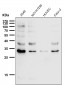 Phospho-MCU(S92) Antibody