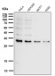 Phospho-MCU(S92) Antibody