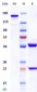 Anti-Monkeypox virus/MPXV M1R Mouse Antibody (A139)