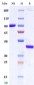 Anti-Monkeypox virus/MPXV M1R Nanobody (A013)