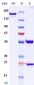 Anti-Monkeypox virus/MPXV M1R Antibody (A98)