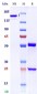 Anti-Monkeypox virus/MPXV M1R Antibody (A185)