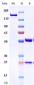 Anti-Monkeypox virus/MPXV M1R Antibody (A198)