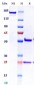 Anti-Monkeypox virus/MPXV A35R Antibody (A253)